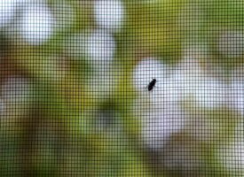 Wie Sie erfolgreich Fliegengitter an Ihrem Fenster anbringen