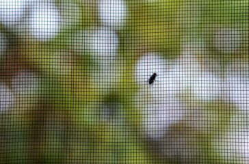 Wie Sie erfolgreich Fliegengitter an Ihrem Fenster anbringen