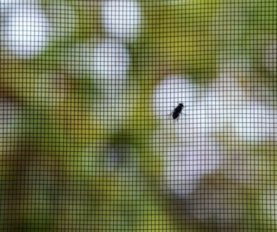 Wie Sie erfolgreich Fliegengitter an Ihrem Fenster anbringen