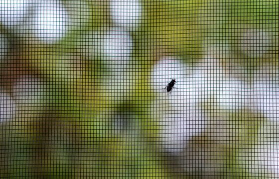 Wie Sie erfolgreich Fliegengitter an Ihrem Fenster anbringen