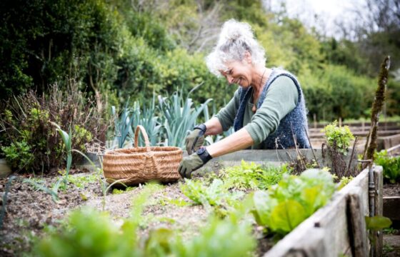 Warum Hochbeete der Turbo für deine Pflanzen sind!